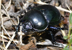 Trypocopris