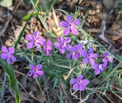 Phlox nana