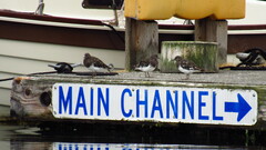 Arenaria melanocephala