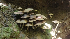 Psilocybe zapotecorum