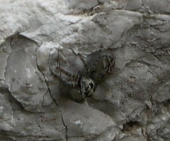 Philaeus chrysops