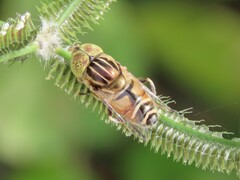 Eristalinus megacephalus