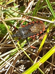 Rhynocoris annulatus