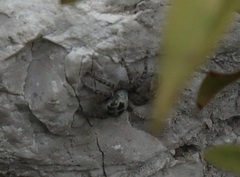 Philaeus chrysops
