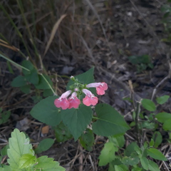 Salvia coccinea