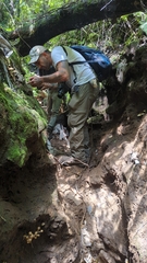 Psilocybe zapotecorum