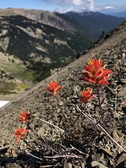 Castilleja miniata miniata
