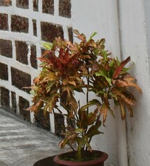 Codiaeum variegatum