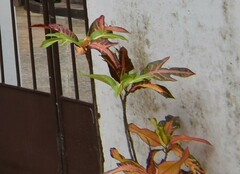 Codiaeum variegatum