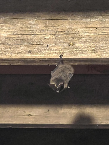 Townsend's Big-eared Bat photographed in Oregon