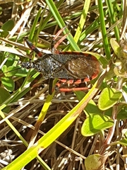 Rhynocoris annulatus