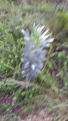 Leucadendron argenteum