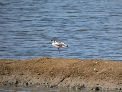 Recurvirostra avosetta