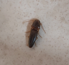 Elateridae