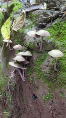 Psilocybe zapotecorum