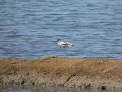 Recurvirostra avosetta