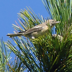 Setophaga pinus