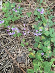 Lespedeza procumbens