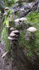 Psilocybe zapotecorum