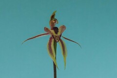Caladenia cardiochila