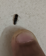 Elateridae