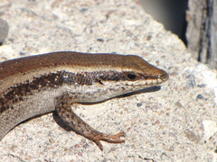 Trachylepis spilogaster
