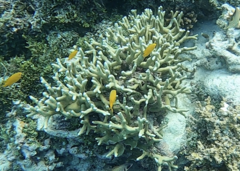 Porites cylindrica