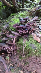 Psilocybe zapotecorum