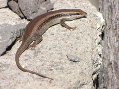 Trachylepis spilogaster