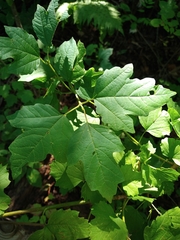 Viburnum opulus opulus