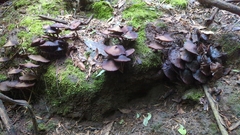 Psilocybe zapotecorum