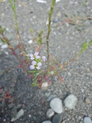 Cakile maritima