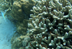 Porites cylindrica