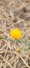 Centaurea solstitialis