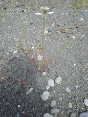 Cakile maritima