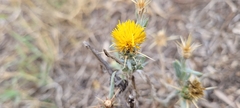 Centaurea solstitialis