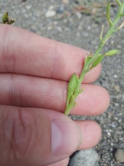 Cakile maritima