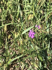 Lythrum californicum