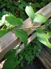 Viburnum opulus opulus
