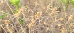 Centaurea solstitialis