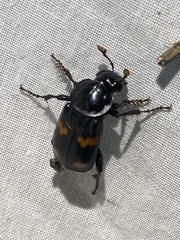 Nicrophorus orbicollis