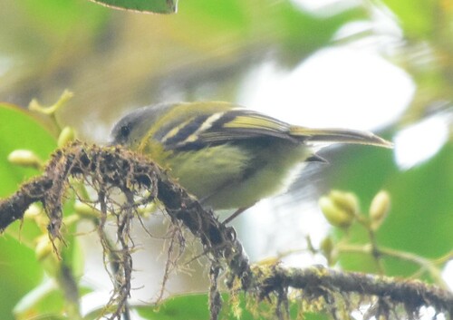 Handsome Flycatcher (Nephelomyias pulcher), photo 6