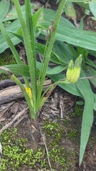 Hypoxis