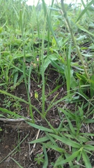 Hypoxis