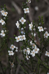 Cyanothamnus coerulescens