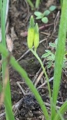 Hypoxis