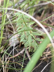 Galium boreale