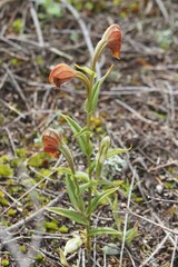 Pterostylis sanguinea
