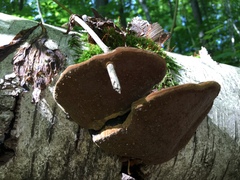 Phellinus nigricans