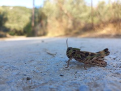 Oedaleus decorus